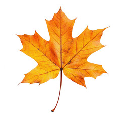 Obraz premium Autumn maple leaf, orange/yellow hue