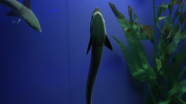 A live sharksucker in aquarium 