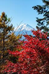 Rhythm of Autumn: Distant View of Mount Fuji through Red Leaves