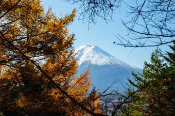 Rhythm of Autumn: Distant View of Mount Fuji through Red Leaves