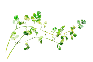 Fresh cilantro with vibrant green leaves on a white background showcasing its culinary uses and natural beauty