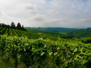 Fototapeta premium Vineyards in Monferrato near Alice Bel Colle, Asti province, Italy