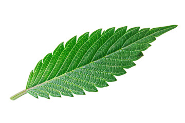 Green leaf showcasing intricate veining and texture in close-up against a white background