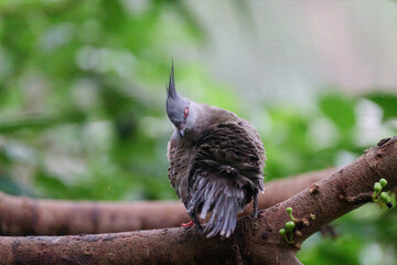 Crested Pigeon (Ocyphaps lophotes) perched on wooden rail with blurred green background in Hong Kong.
