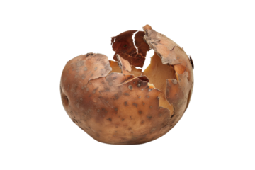 Unique hollowed potato shell discovered in farm field shows nature's artistry and agricultural growth in rural setting