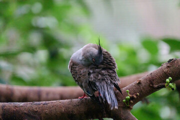 Crested Pigeon (Ocyphaps lophotes) perched on wooden rail with blurred green background in Hong Kong.

