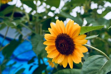 Bright Yellow Sunflower in Full Bloom Under Sunlight, Vibrant Petals and Natural Beauty- 2025-8-5