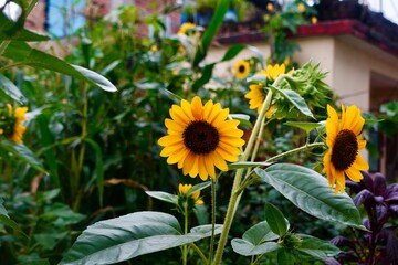 Bright Yellow Sunflower in Full Bloom Under Sunlight, Vibrant Petals and Natural Beauty- 2025-8-5