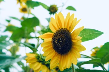 Obraz premium Bright Yellow Sunflower in Full Bloom Under Sunlight, Vibrant Petals and Natural Beauty- 2025-8-5