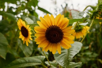 Obraz premium Bright Yellow Sunflower in Full Bloom Under Sunlight, Vibrant Petals and Natural Beauty- 2025-8-5