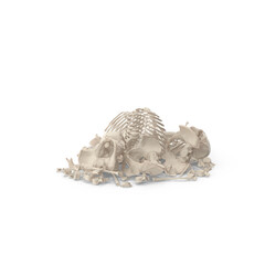 Animal Skeleton Bones Pile Isolated on Transparent Background