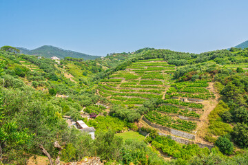 The iconic terraced vineyards and olive groves of Monterosso al Mare on a clear summer day,...
