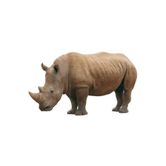 Obraz premium A majestic rhinoceros grazing peacefully, showcasing its unique features and textured skin, highlighting the beauty of wildlife conservation.