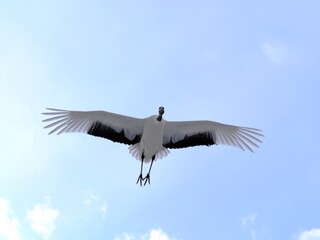 北海道の空を飛ぶタンチョウヅル