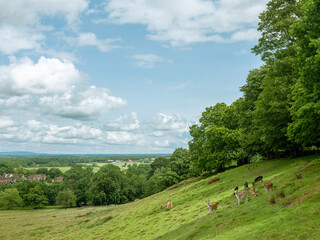 herd of fallow deer in beautiful green petworth park