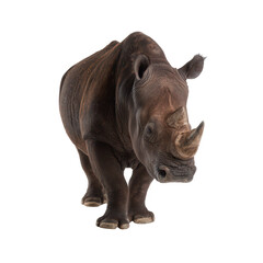 Obraz premium A realistic depiction of a rhinoceros standing in a dynamic pose against a white isolated background, showcasing its distinct features and texture.
