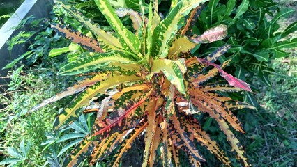 Codiaeum variegatum Colorful Croton Petra Leaf Plant with Long Narrow Leaves in Yellow Red and Orange Tropical Foliage in Backyard Garden © Muhammad Nashieh