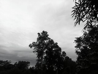 silhouette of tree