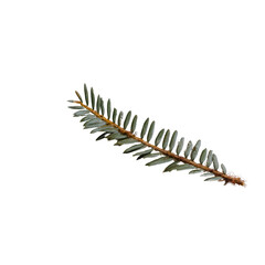 Obraz premium A single green pine branch isolated on a white background, showcasing its needle-like leaves and natural beauty, perfect for use in design, decoration, or educational materials.
