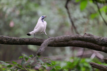 Bali Myna (Leucopsar rothschildi) perched on wooden rail with blurred green background in Hong Kong.