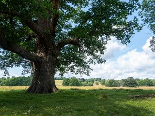 oak tree in petworth park with other trees and forest in the background