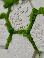 Decorative white hexagonal wall panels with moss