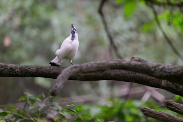 Bali Myna (Leucopsar rothschildi) perched on wooden rail with blurred green background in Hong Kong.