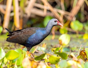 Bird in marsh, vibrant colors