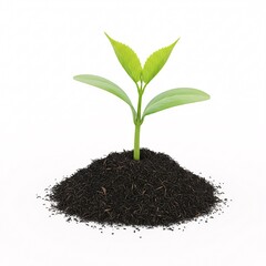 A young green plant seedling with two leaves, growing from a mound of soil