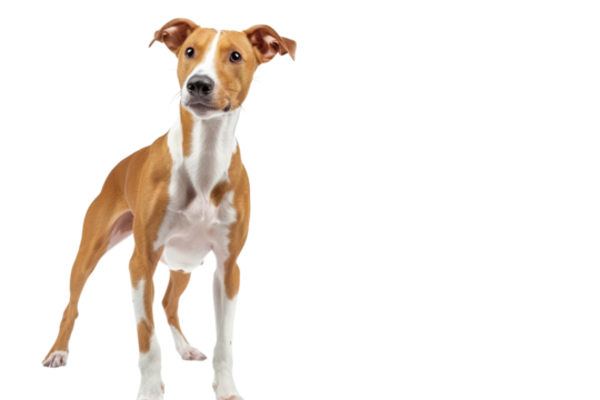Brown and white dog stands confidently on white background, showcasing its playful nature and keen expression in a studio setting