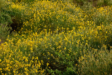 Field of yellow wildflowers in bloom