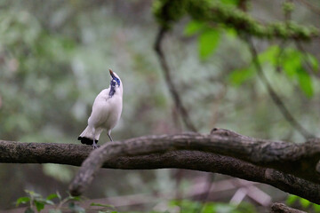 Bali Myna (Leucopsar rothschildi) perched on wooden rail with blurred green background in Hong Kong.