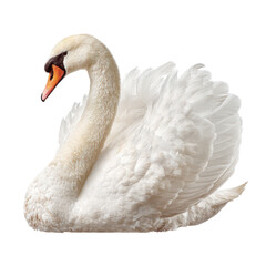 Majestic White Swan Gracefully Swimming in a Serene Lake Scene