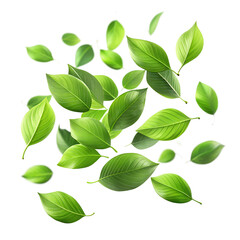 A collection of fresh green leaves isolated on transparent background, symbolizing nature and growth