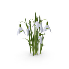 Snowdrop Flowers Isolated on Transparent Background