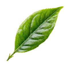 Fresh Green Leaf with Detailed Texture on White Background
