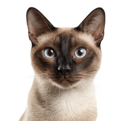 Close-up Portrait of a Curious Siamese Cat with Striking Blue Eyes