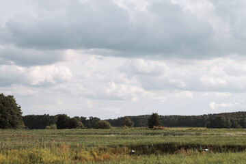 nature background, nature macro, nature, green, grass, sky, clouds