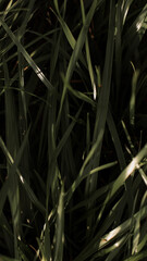nature macro photos, nature, green, grass, sky, clouds
