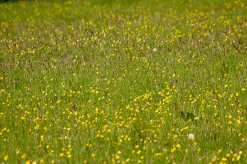 A vibrant green field dotted with bright yellow wildflowers. The soft, colourful meadow stretches out, creating a serene and natural landscape, perfect for showcasing the beauty of rural nature.