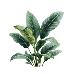 Lush Tropical Green Leaves Isolated on White Background for Design