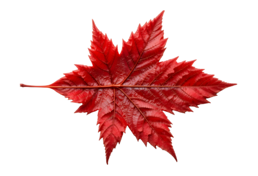 Top View Red Leaf PNG – Transparent Background for Nature-Themed Designs