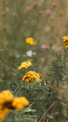nature background, nature macro, nature, green, grass, sky, clouds