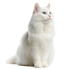 Elegant White Cat with Striking Blue Eyes Posed Gracefully