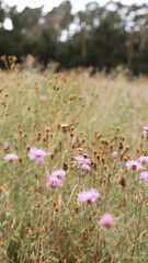 nature background, nature macro, nature, green, grass, sky, clouds