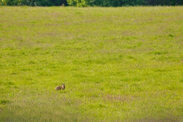 A lone rabbit sits in a vast, sunlit green meadow. Surrounded by tall grass and open space, the small animal blends naturally into the peaceful countryside landscape under a clear sky.