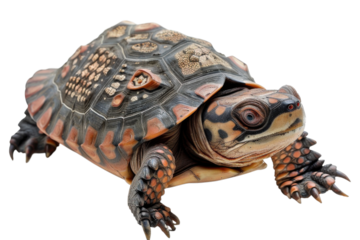 Close-up view of a colorful turtle exploring a surface in a well-lit environment
