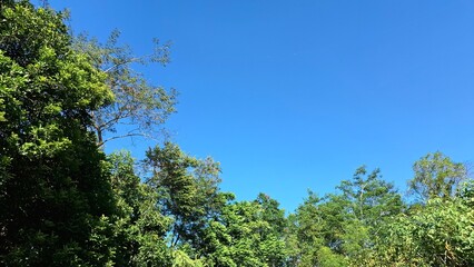 Forest canopy framing a bright blue sky, peaceful summer landscape for use in sustainability, inspiration, and relaxation visuals