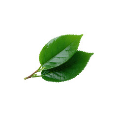 Fototapeta premium Fresh green leaves isolated on a white background, showcasing their vibrant color and texture, perfect for nature-themed projects.
