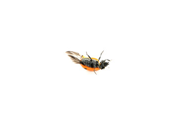 Cute ladybug lying upside down on white background